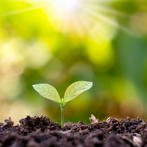Environmental Impact and Efficiency